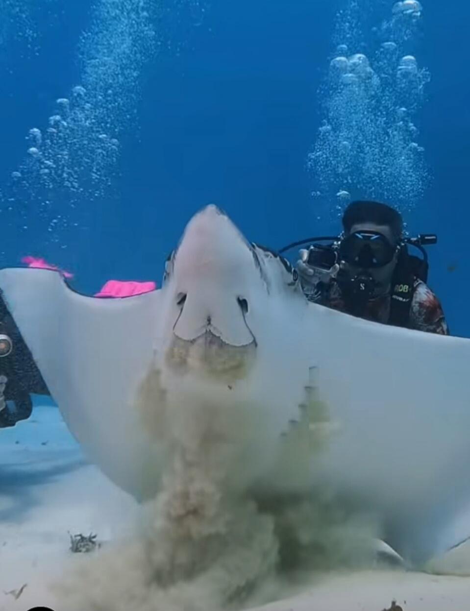 A diver underwater beside a manta ray.