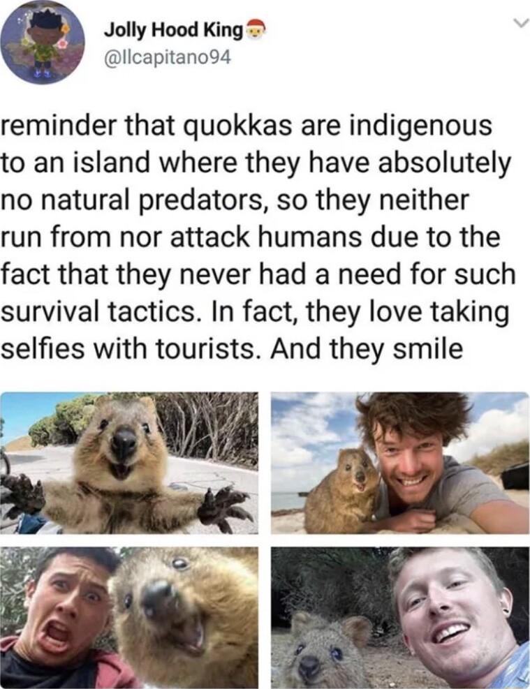 Jolly Hood King llcapitano94 reminder that quokkas are indigenous to an island where they have absolutely no natural predators so they neither run from nor attack humans due to the fact that they never had a need for such survival tactics In fact they love taking selfies with tourists And they smile