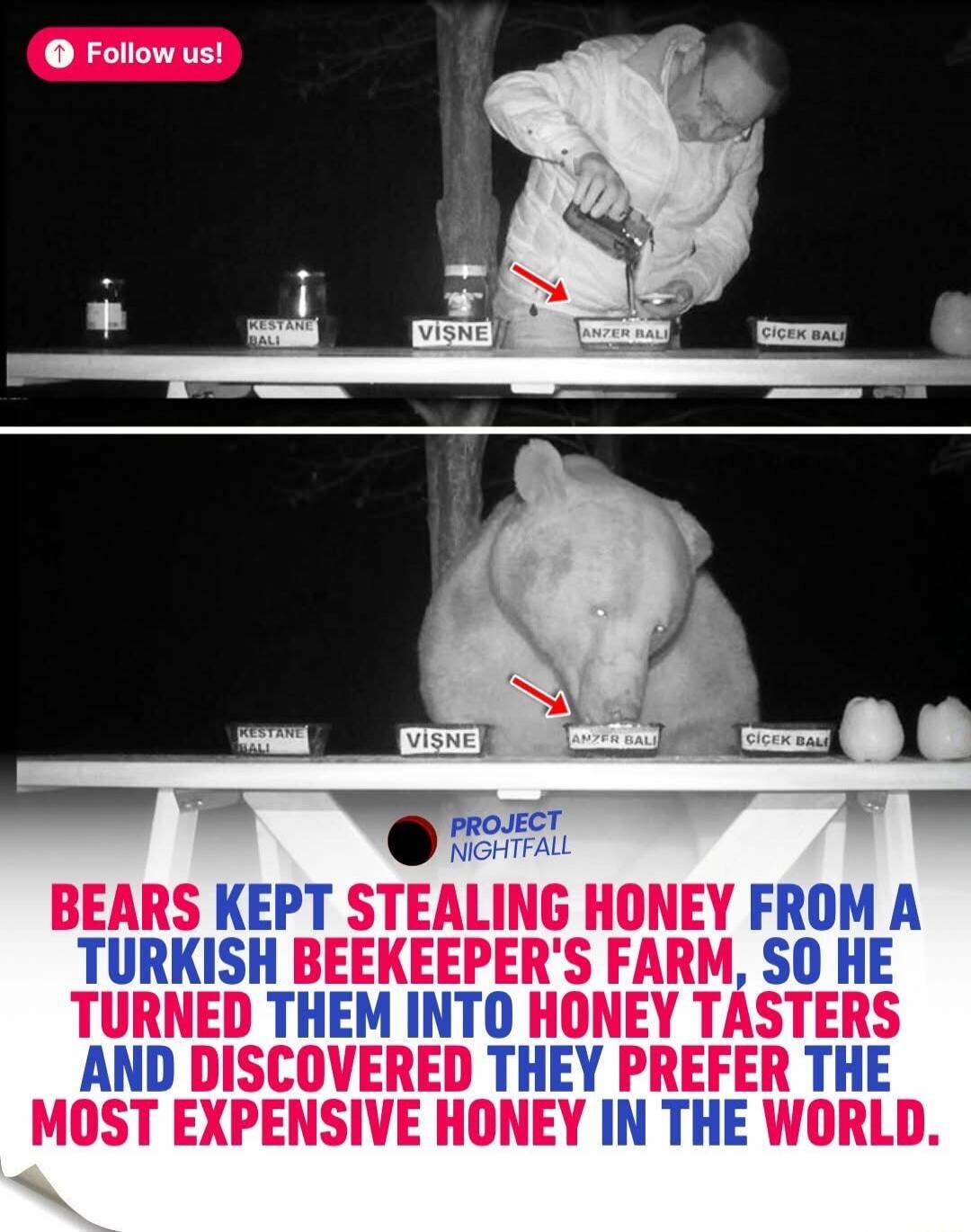 Follow us! KESTANE BALI, VİŞNE, ANZER BALI, ÇİÇEK BALI. PROJECT NIGHTFALL. BEARS KEPT STEALING HONEY FROM A TURKISH BEEKEEPER'S FARM, SO HE TURNED THEM INTO HONEY TASTERS AND DISCOVERED THEY PREFER THE MOST EXPENSIVE HONEY IN THE WORLD.