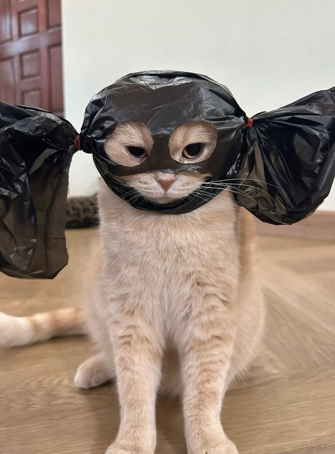 A kitten with black plastic bags over its ears.
