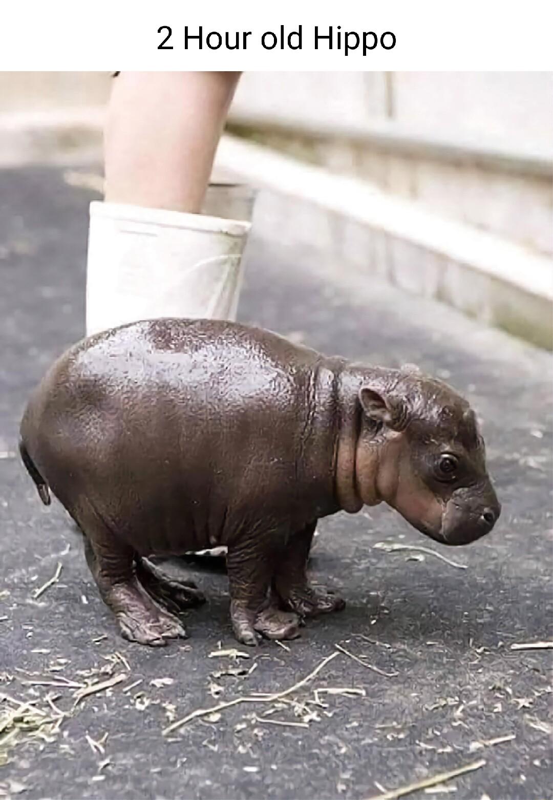 2 Hour old Hippo