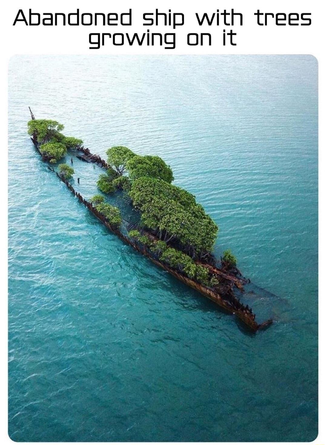 Abandoned ship with trees growing on it