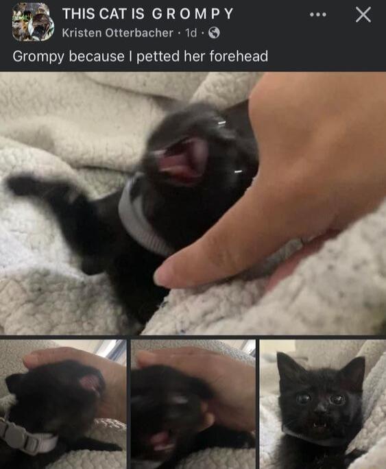 THIS CATIS GROMPY X Kristen Otterbacher 1d Grompy because petted her forehead