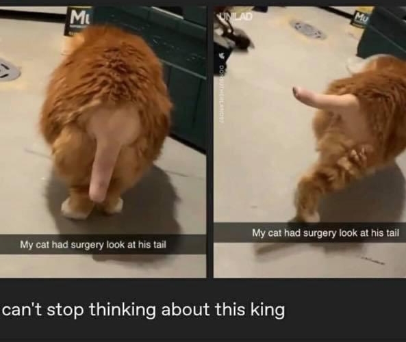 i t My cat had surgery look at his tail me B cant stop thinking about this king