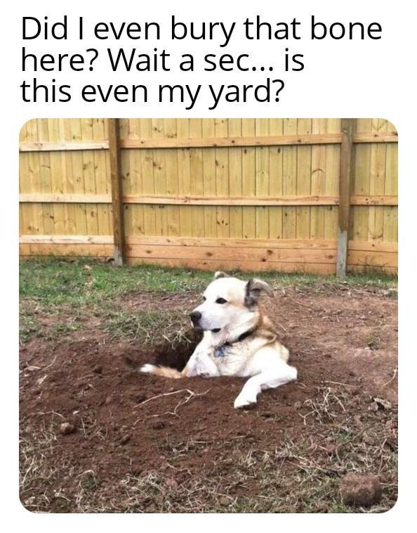 Did even bury that bone here Wait a sec is this even my yard G SN
