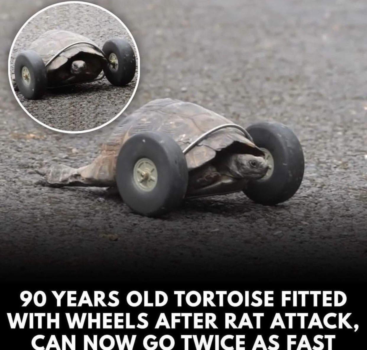 90 YEARS OLD TORTOISE FITTED WITH WHEELS AFTER RAT ATTACK