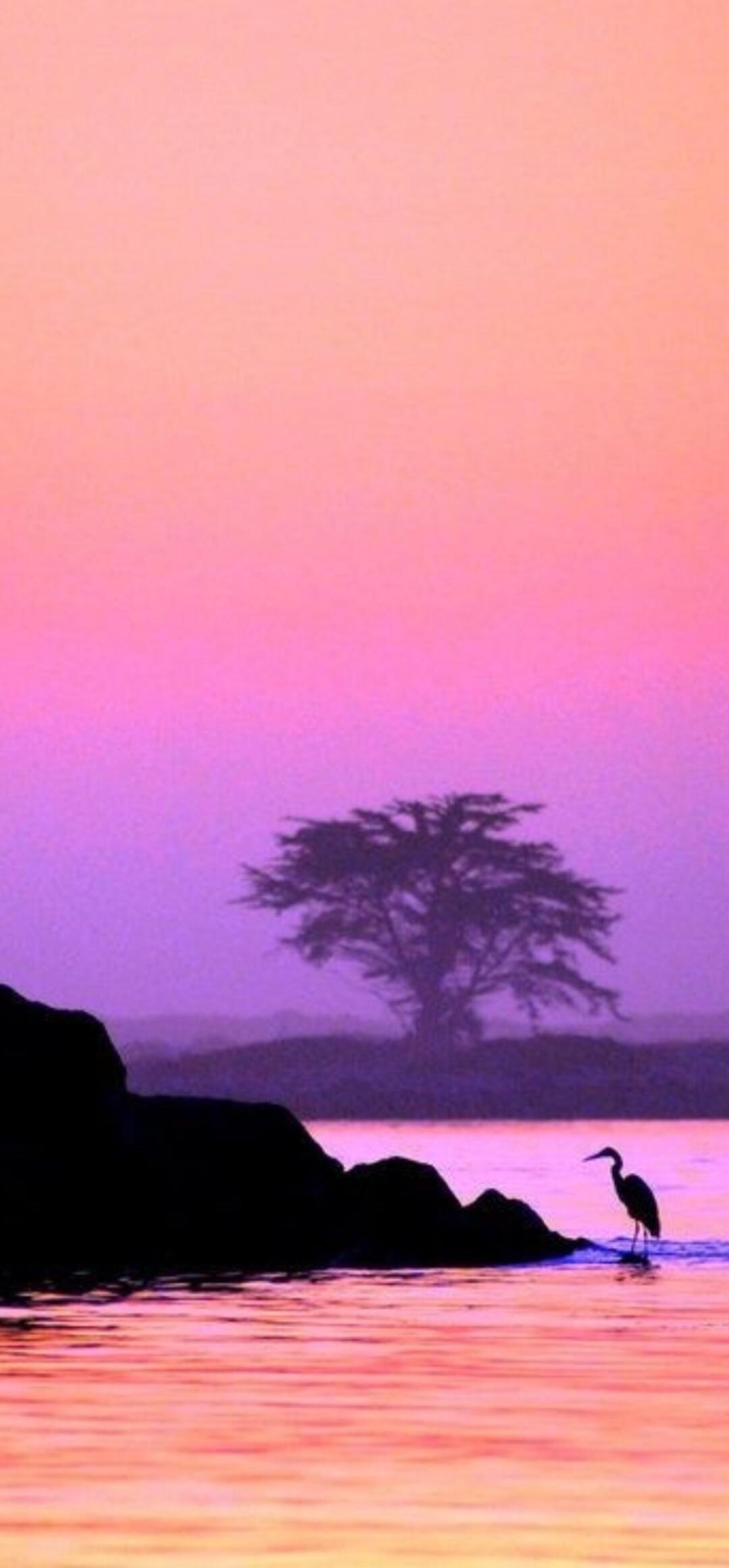 A tranquil sunset scene featuring calm waters, a silhouette of rocks, a lone heron by the shore, and a distant tree against a pink-to-purple gradient sky.