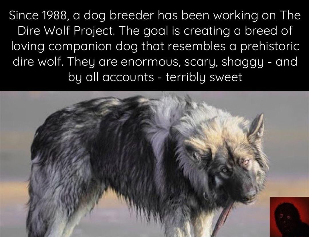 Since 1988 a dog breeder has been working on The Dire Wolf Project The goal is creating a breed of loving companion dog that resembles a prehistoric dire wolf They are enormous scary shaggy and by all accounts terribly sweet