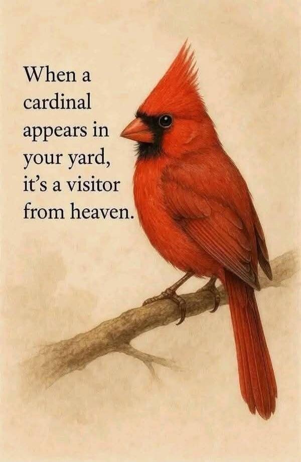 When a cardinal appears in your yard, it's a visitor from heaven.