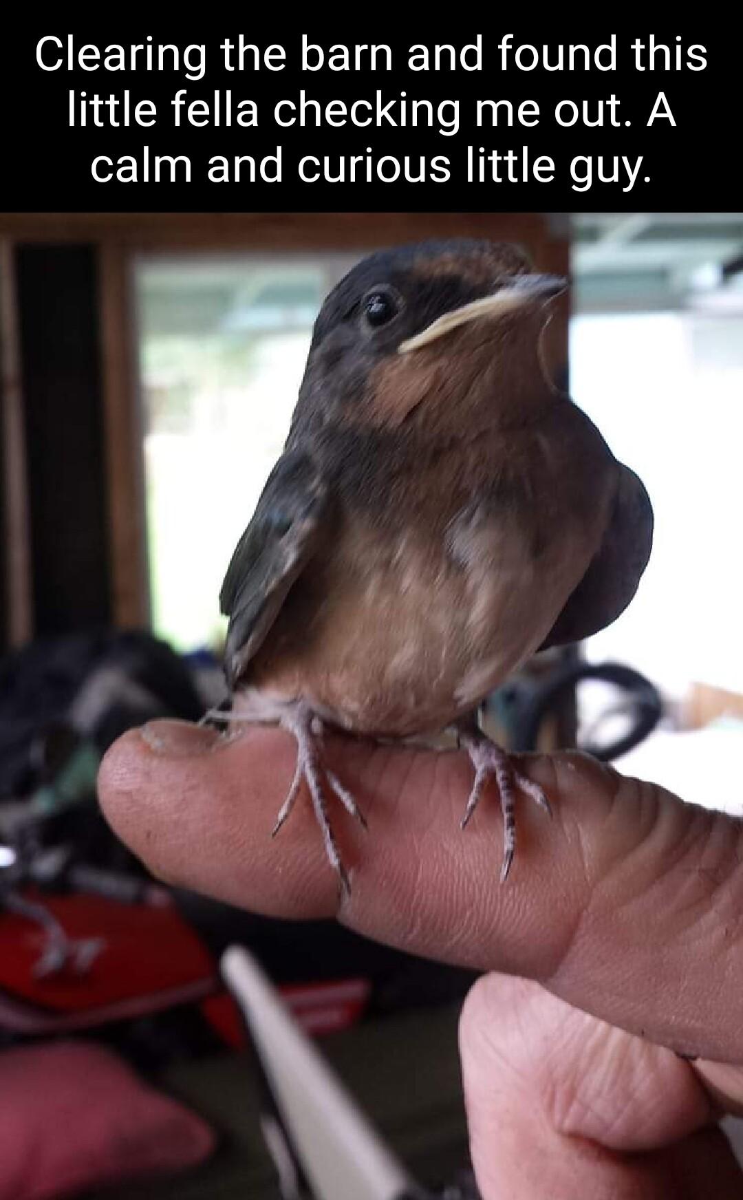 SIEU LIS RGN ETGIET R TIVeRiaIE little fella checking me out A calm and curious little guy