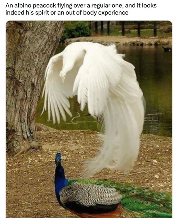 An albino peacock flying over a regular one and it looks indeed his spirit or an out of body experience