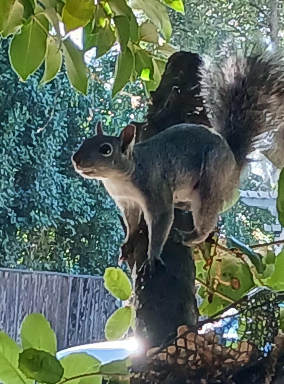 A squirrel is perched on a tree branch, looking to the left. Its fur is grey and white, and its bushy tail is visible. Green leaves surround the branch, and a blurred background of foliage and a fence can be seen.