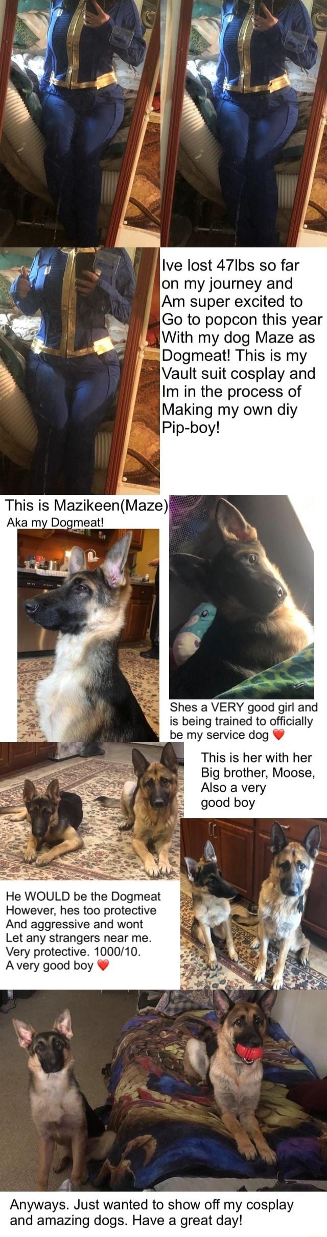ive lost 47lbs so far on my journey and Am super excited to Go to popcon this year With my dog Maze as Dogmeat! This is my Vault suit cosplay and Im in the process of Making my own di y Pip-boy! This is Mazikeen(Maze) Aka my Dogmeat! This is her with her Big brother, Moose, Also a very good boy She is a VERY good girl and is being trained to offici