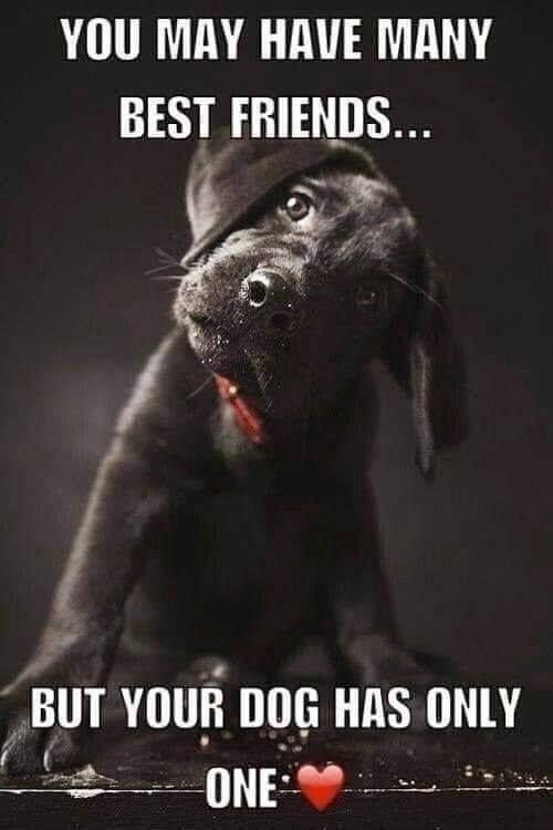 l YOU MAY HAVE MANY BEST FRIENDS I 1 4 BUT YIlllH DG HHS lNlY