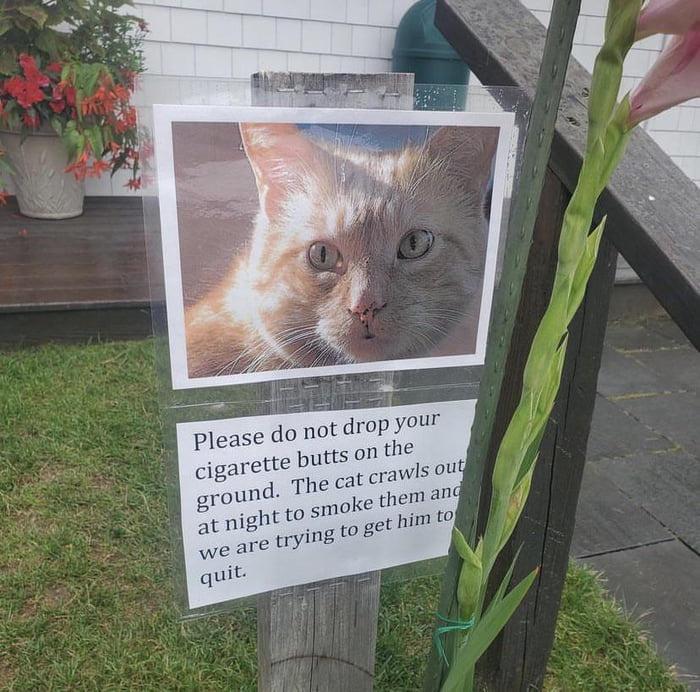 please do not drop your butts on the cigarette t crawls ot ground T atnighttos n
