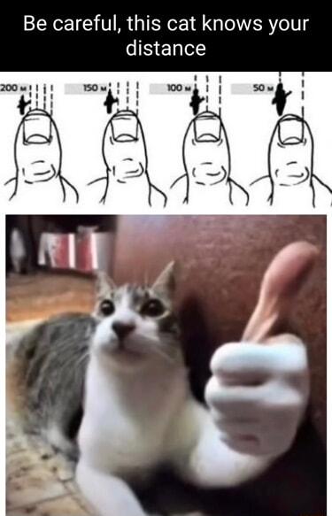 Be careful this cat knows your distance
