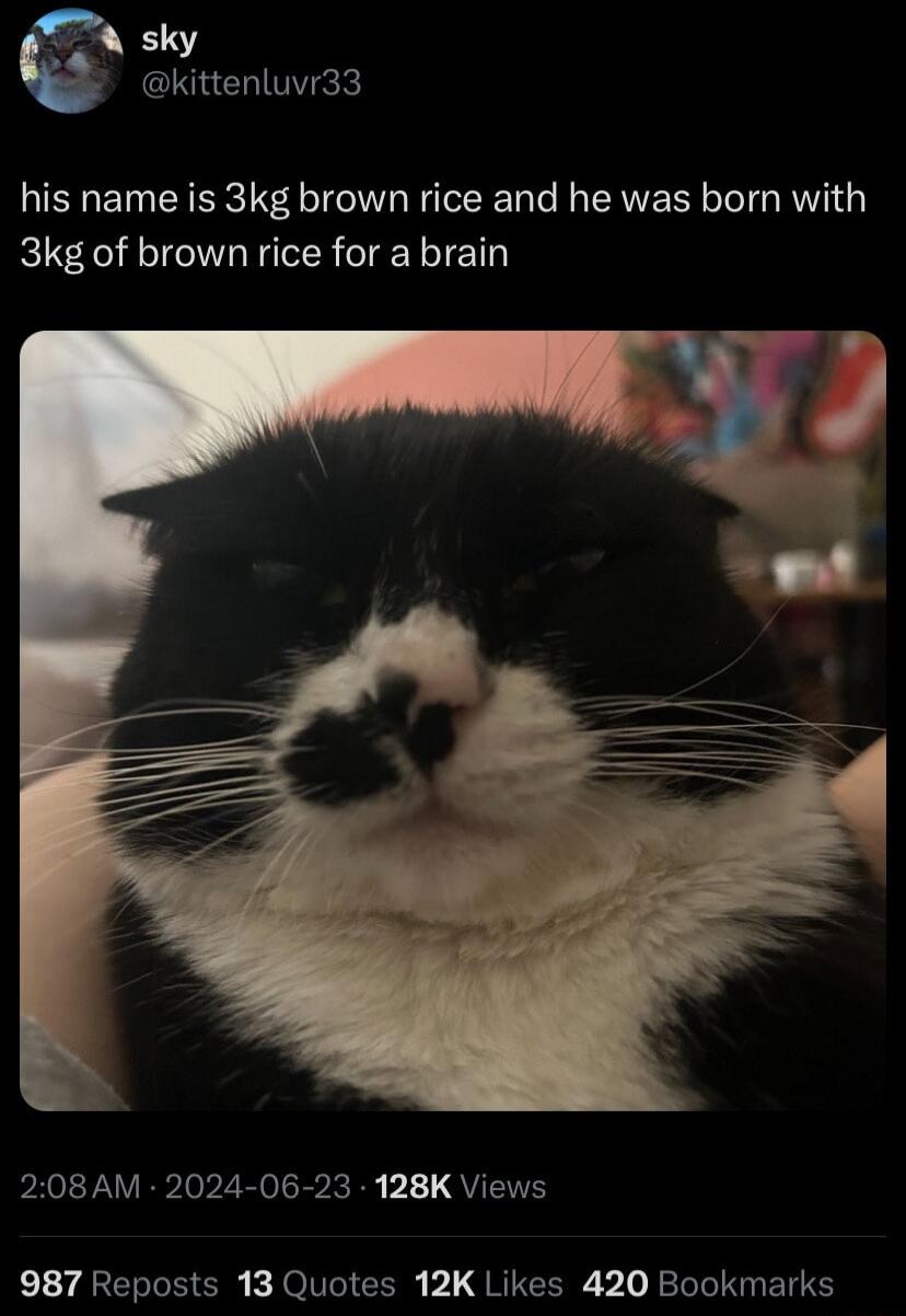 sky kittenluvr33 his name is 3kg brown rice and he was born with 3kg of brown rice for a brain PRV EPIvpZEVG R P11 QUETE 987 Reposts 13 Quotes 12K Likes 420 Bookmarks