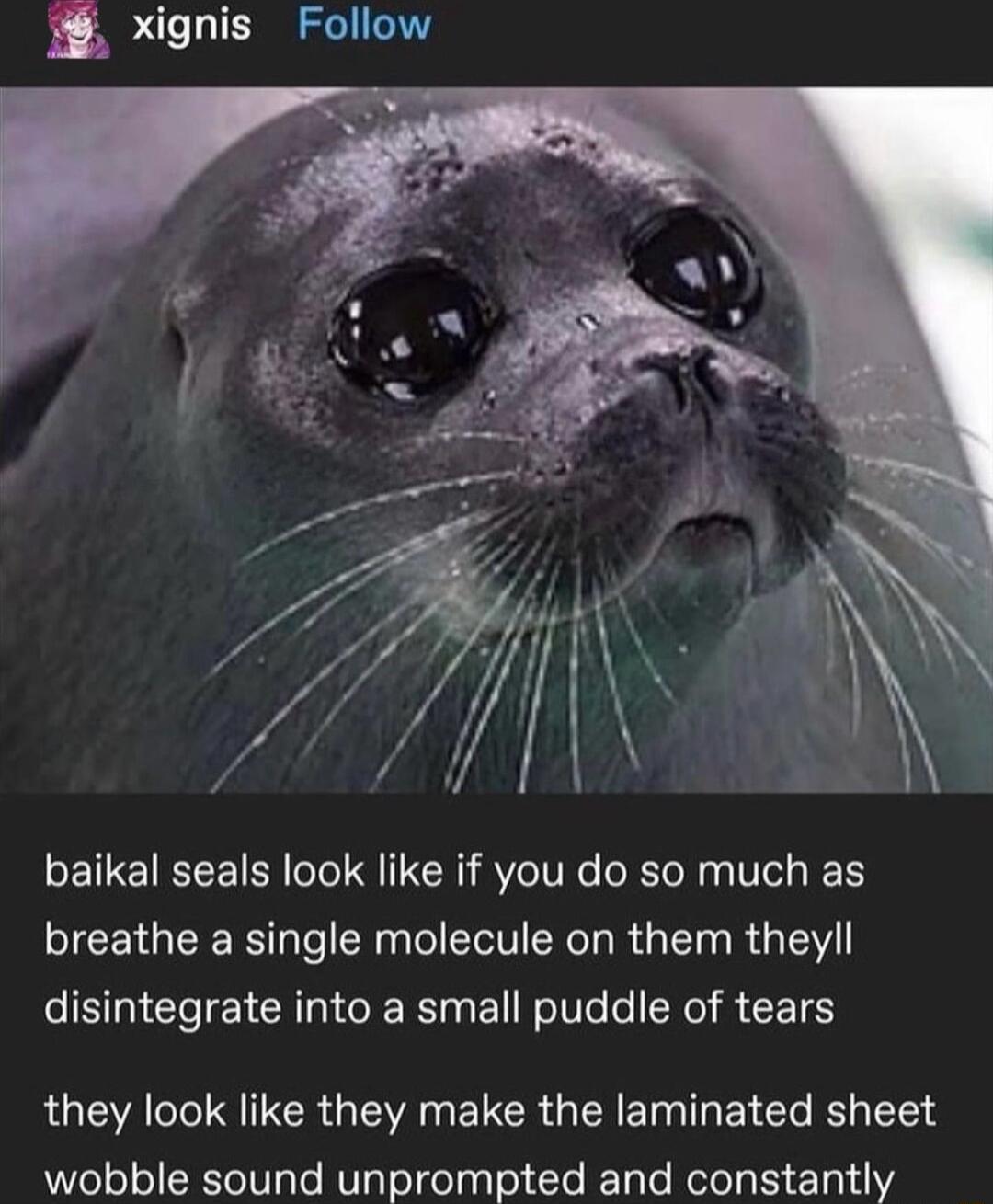 xignis Follow baikal seals look like if you do so much as breathe a single molecule on them theyll disintegrate into a small puddle of tears they look like they make the laminated sheet wobble sound unprompted and constantly