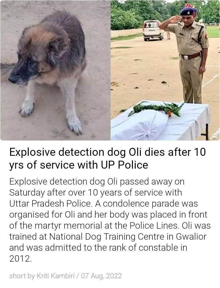 Explosive detection dog Oli dies after 10 yrs of service with UP Police Explosive detection dog Oli passed away on Saturday after over 10 years of service with Uttar Pradesh Police A condolence parade was organised for Oli and her body was placed in front of the martyr memorial at the Police Lines Oli was trained at National Dog Training Centre in Gwalior and was admitted to the rank of constable 