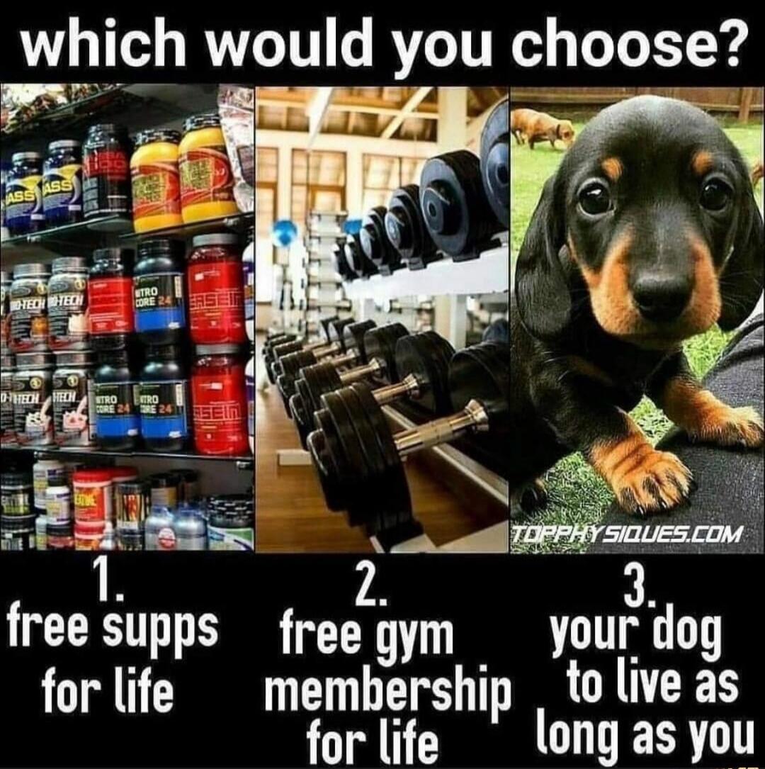 which would you choose? 1. free supps for life 2. free gym membership for life 3. your dog to live as long as you