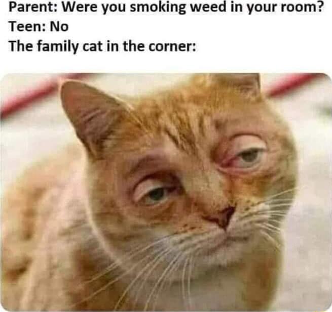Parent Were you smoking weed in your room Teen No The family cat in the corner