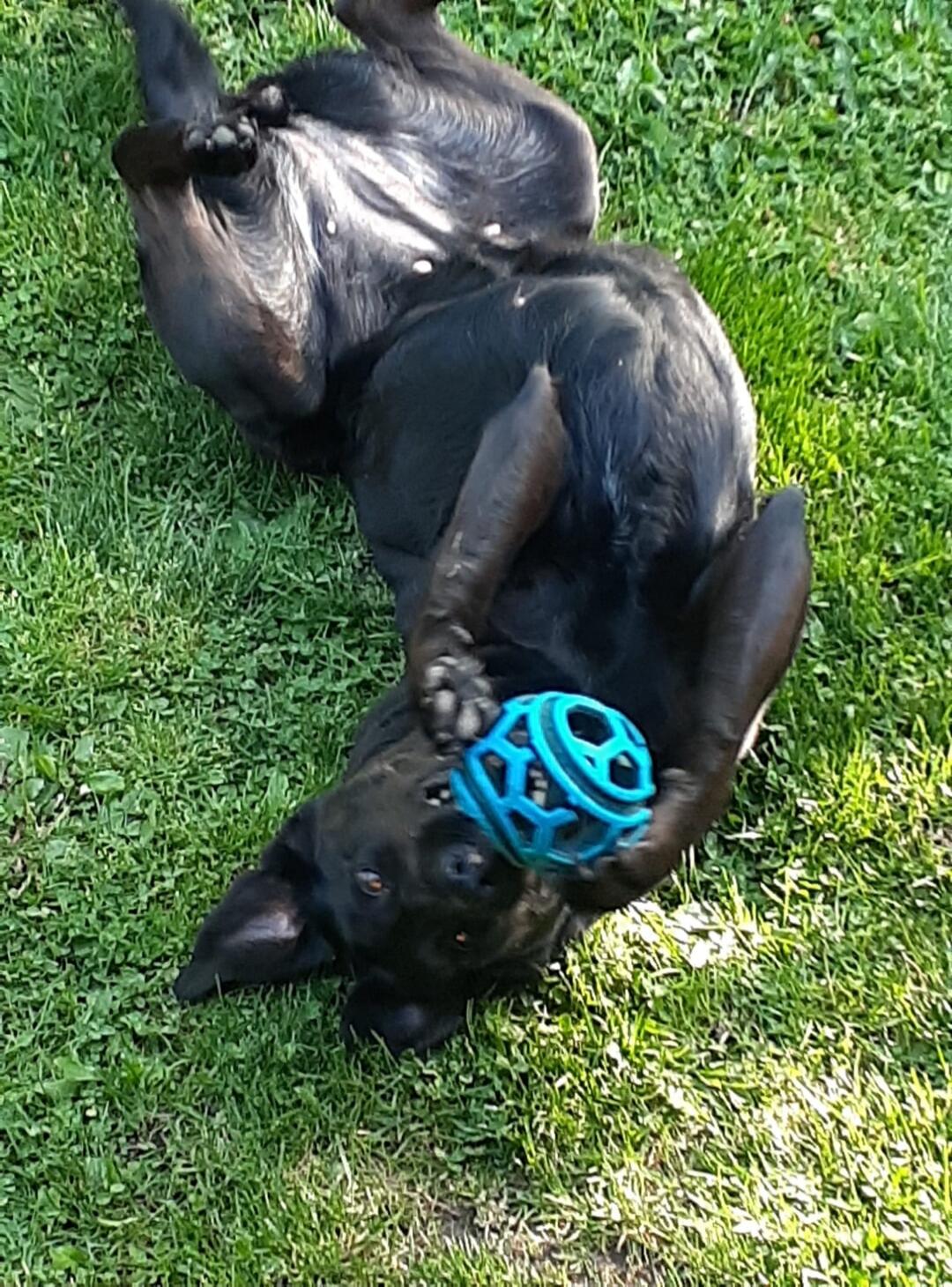 A black dog lying on its back on green grass, holding a blue ball with its paws.