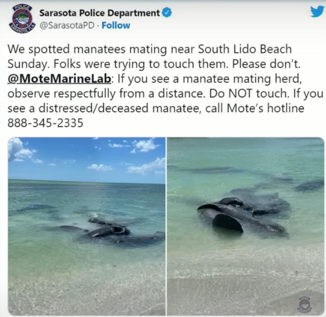 Sarasota Police Department SarasotaPD Follow We spotted manatees mating near South Lido Beach Sunday Folks were trying to touch them Please dont MoteMarinelab If you see a manatee mating herd observe respectfully from a distance Do NOT touch If you see a distresseddeceased manatee call Motes hotline 888 345 2335