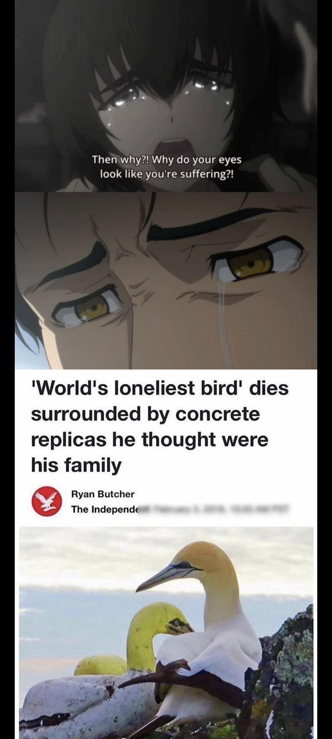 Themwhy Why do your eyes look like youre suffering Worlds loneliest bird dies surrounded by concrete replicas he thought were his family Ryan Butcher The Independent February 3 2018 1050 AM PST