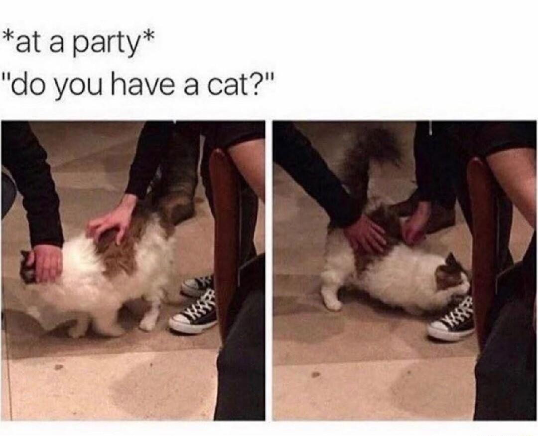 at a party do you have a cat