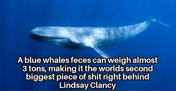 A blue whales feces can weigh almost 3 tons, making it the worlds second biggest piece of shit right behind Lindsay Clancy