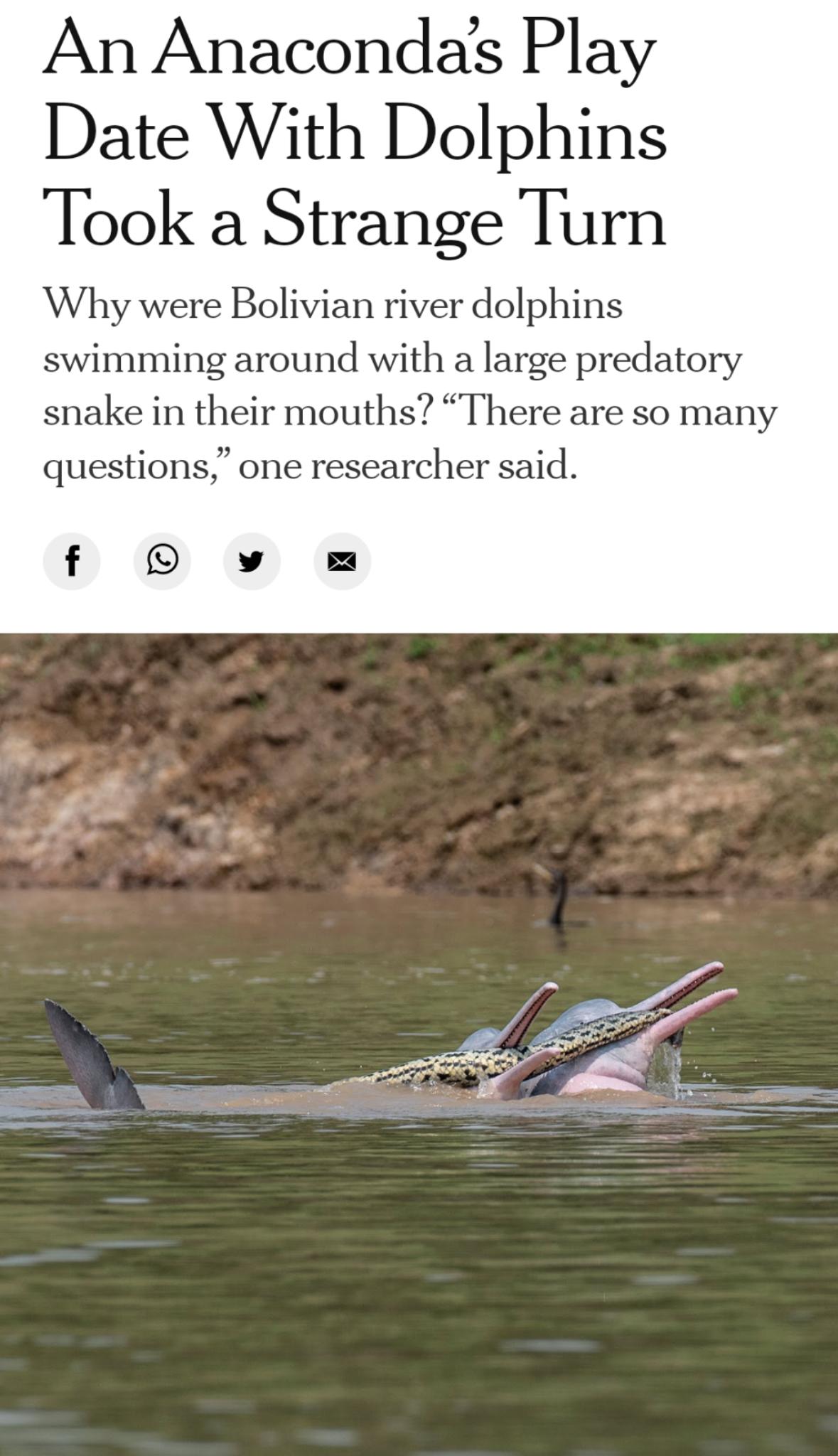 An Anacondas Play Date With Dolphins Took a Strange Turn Why were Bolivian river dolphins swimming around with a large predatory snake in their mouths There are so many questions one researcher said