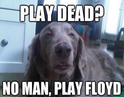 PLAY DEAD? NO MAN, PLAY FLOYD