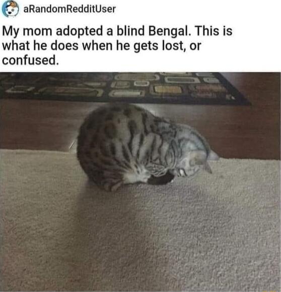 My mom adopted a blind Bengal This is what he does when he gets lost or confused