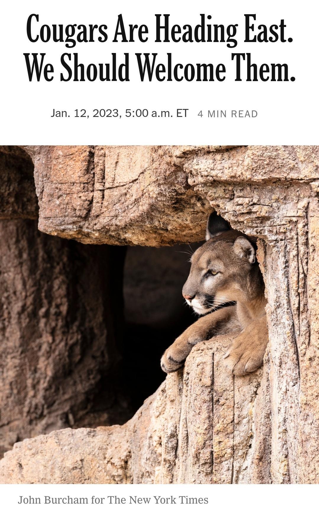 Cougars Are Heading East We Should Welcome Them Jan 12 2023 500 am ET 4 MIN READ