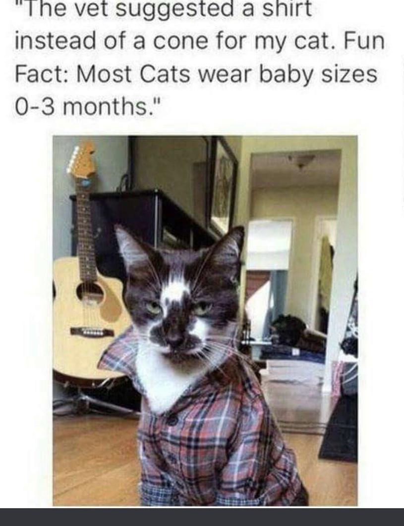 Ihe vet suggested a snirt instead of a cone for my cat Fun Fact Most Cats wear baby sizes 0 3 months