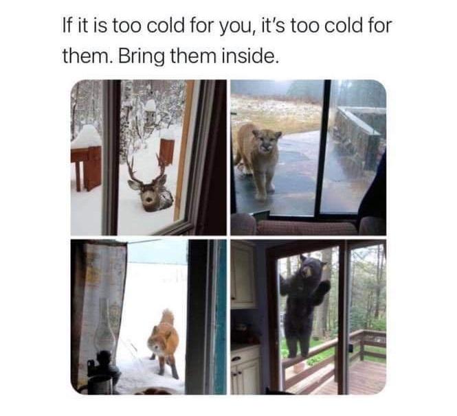 If it is too cold for you its too cold for them Bring them inside