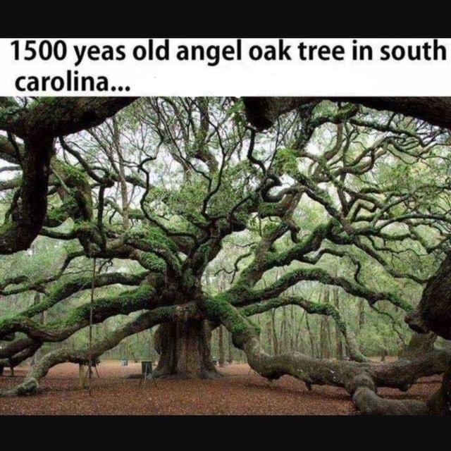 1500 yeas old angel oak tree in south
