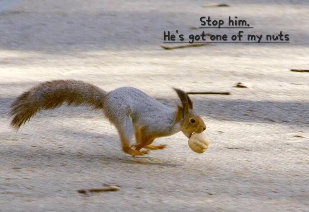 Stop him, He's got one of my nuts