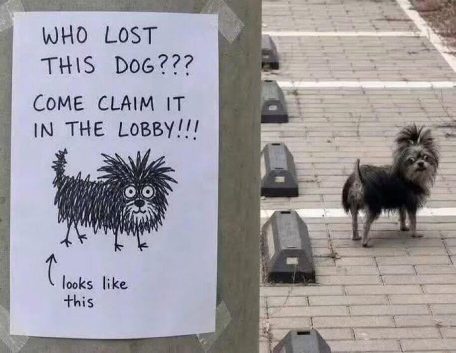 WHO LOST THIS DOG??? COME CLAIM IT IN THE LOBBY!!! looks like this
