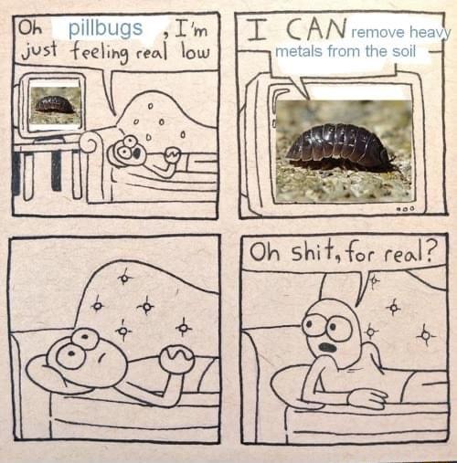 Oh pillbugs Im Just feeling ceal low