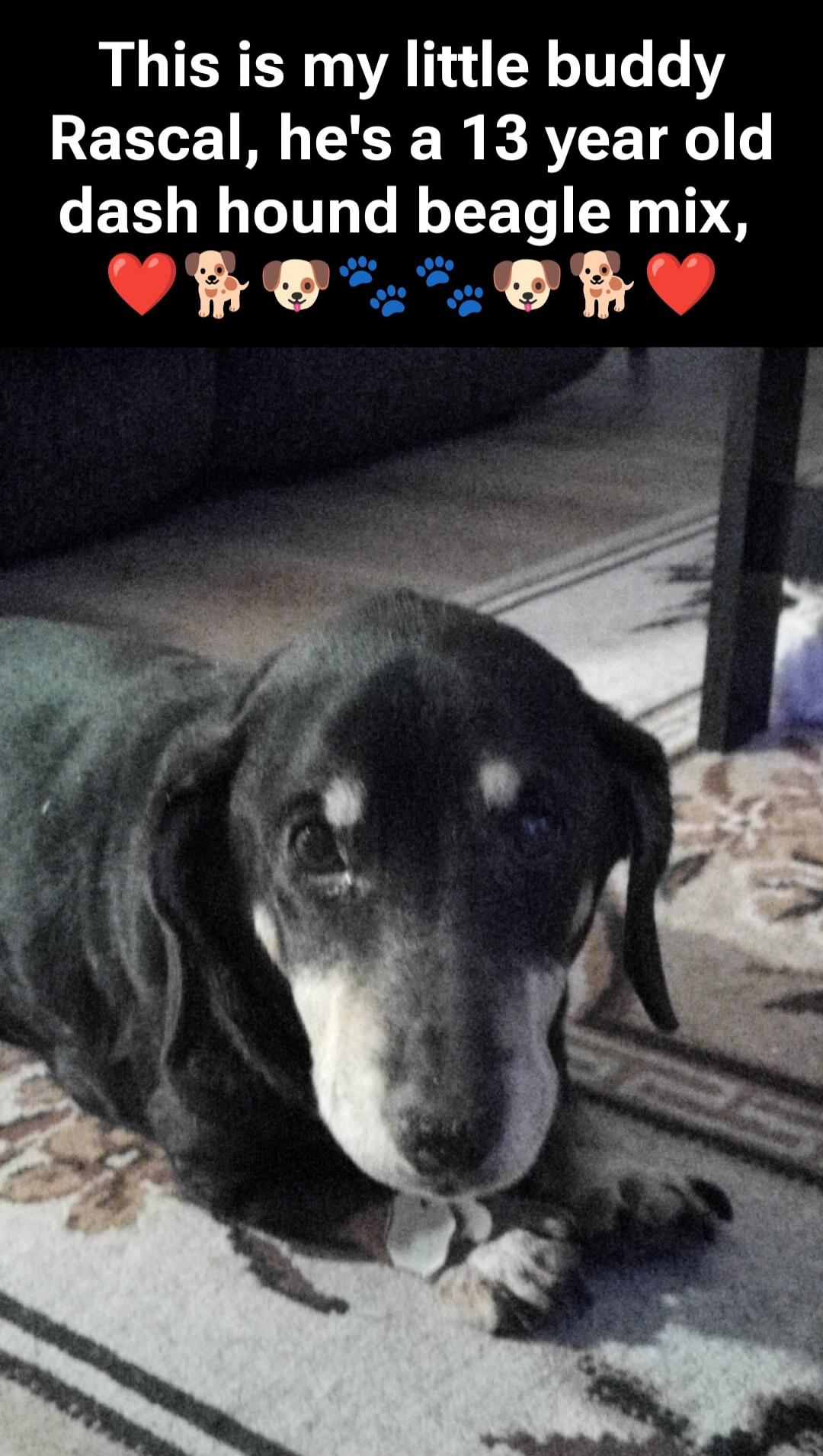 This is my little buddy Rascal, he's a 13 year old dash hound beagle mix, ❤️🐶🐾🐶🐾❤️