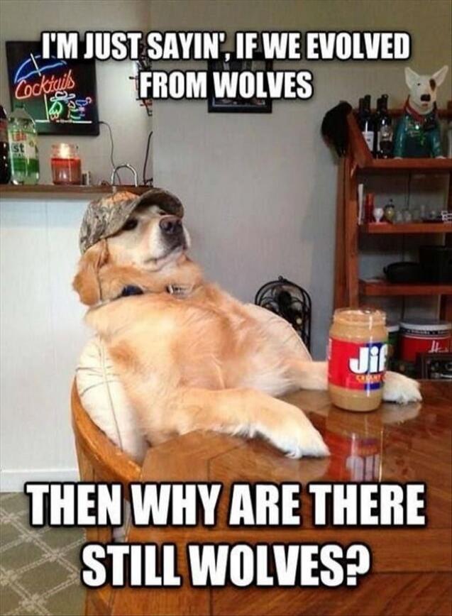 I'm just sayin', if we evolved from wolves then why are there still wolves? Cocktails.