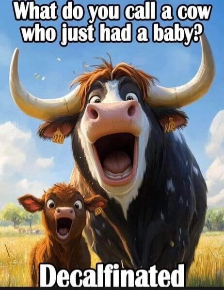What do you call a cow who just had a baby? Decalf-inated.
