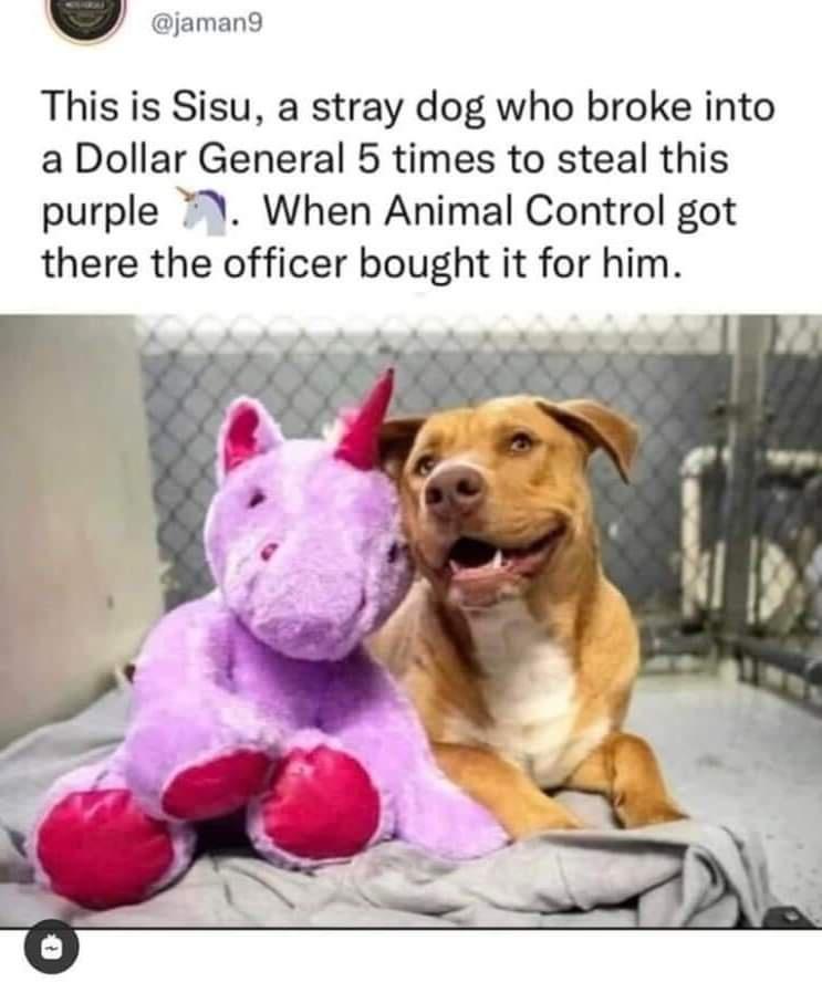 This is Sisu a stray dog who broke into a Dollar General 5 times to steal this purple When Animal Control got there the officer bought it for him