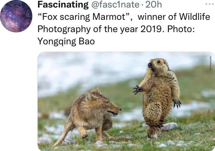 Fascinating fascinate 20h Q Fox scaring Marmot winner of Wildlife Photography of the year 2019 Photo Yonggqing Bao