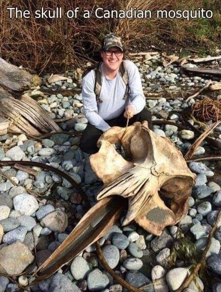 The skulll of aCan_axdlan mosquito