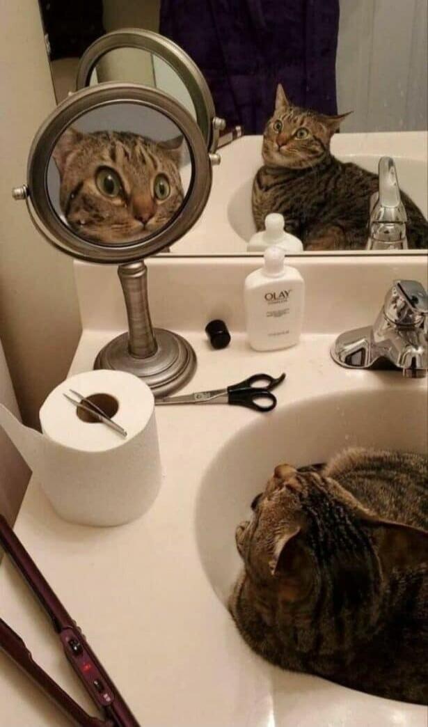 A cat looks at its reflection in a bathroom mirror. On the sink there is a roll of toilet paper, a pair of scissors, a bottle of lotion, and a faucet. Another cat is curled up near the sink, and the bathroom counter has various items including a curling iron.