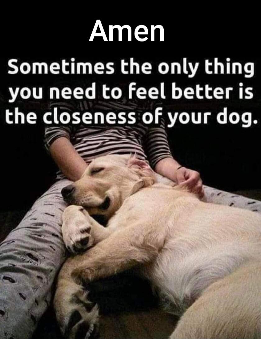 Amen
Sometimes the only thing you need to feel better is the closeness of your dog.