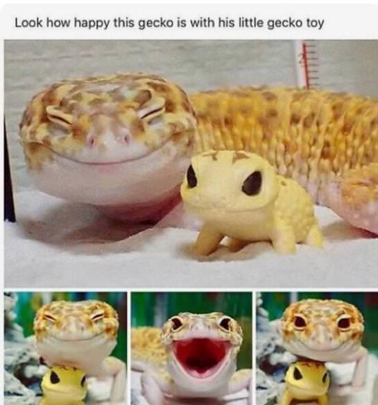 Look how happy this gecko is with his little gecko toy