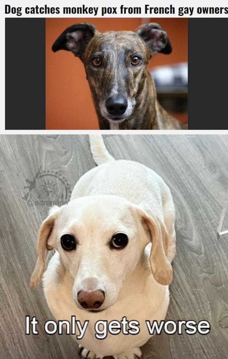 Dog catches monkey pox from French gay owners